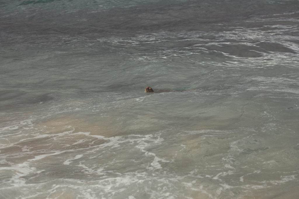 laniakea beach turtle hawaii